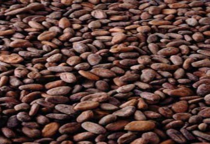 Genjot Produksi, Kemenperin Minta Bea Keluar Biji Kakao Flat 15 Persen